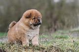 CHOW CHOW 308